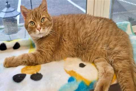 Improving Animal Welfare in Calvert County, MD: A Call to Action