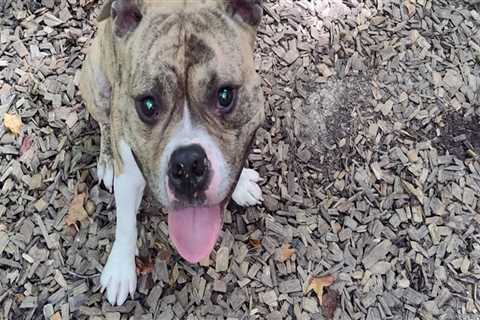 The Impact of Spaying and Neutering on Animal Welfare in Calvert County, MD