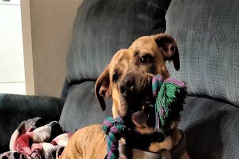 Animal Welfare in Calvert County, MD: Addressing the Prevalent Issues