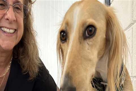 Animal Welfare in Calvert County, MD: A Comparative Analysis - An Expert's Perspective