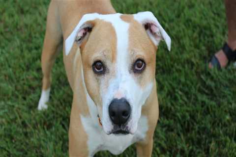 The Future of Animal Welfare in Calvert County, MD