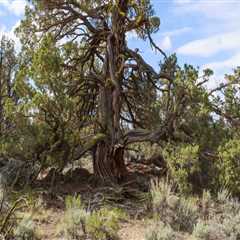 The Impact of Invasive Species on Central Oregon's Ecosystem and Nature Preservation Efforts