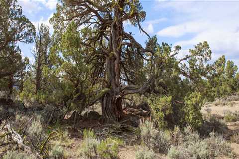 The Impact of Invasive Species on Central Oregon's Ecosystem and Nature Preservation Efforts