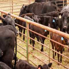 Effective Financial Management Strategies for Livestock Operations
