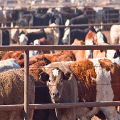 Understanding Livestock Management Regulations and Laws