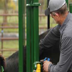 Understanding Common Health Issues in Livestock and Their Treatments