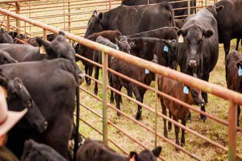 Effective Financial Management Strategies for Livestock Operations