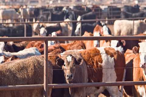 Understanding Livestock Management Regulations and Laws
