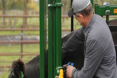 Understanding Common Health Issues in Livestock and Their Treatments