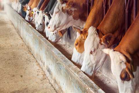 Essential Practices for Hygiene and Sanitation in Livestock Management